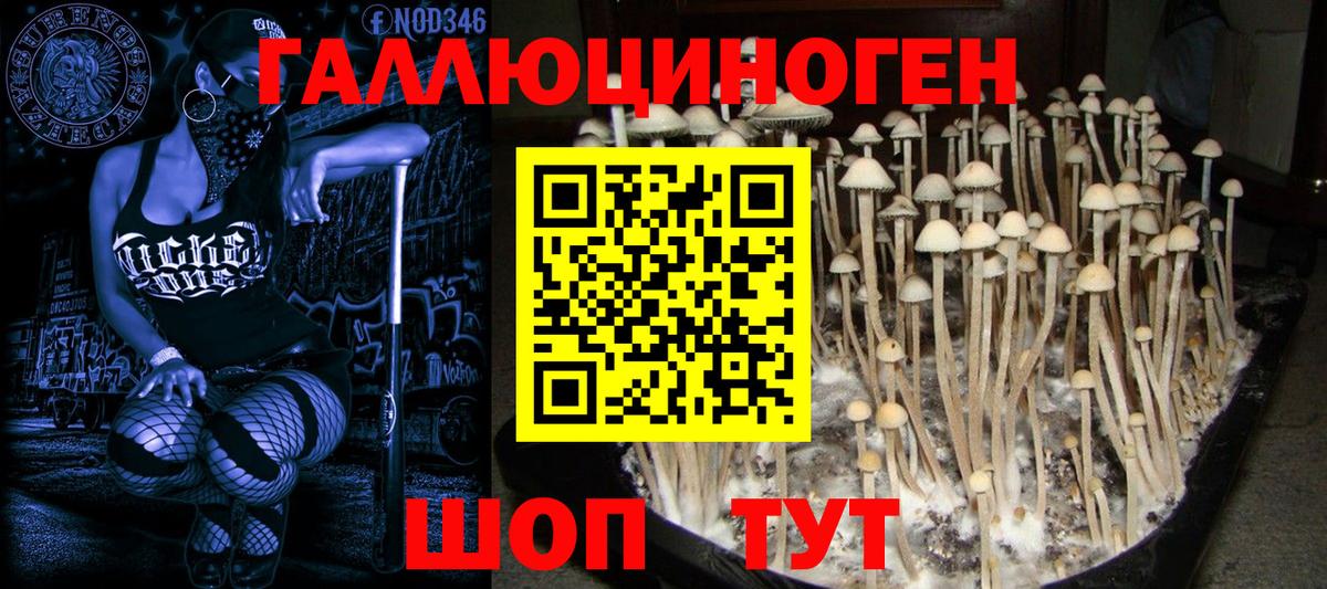 Галлюциногенные грибы Psilocybine cubensis  Псилоцибиновые грибы прущие грибы  магазин продажи наркотиков  Черняховск 